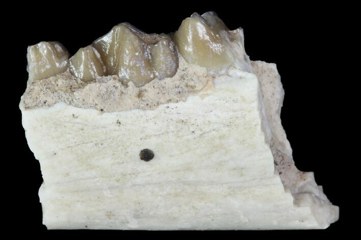 Oligocene Ruminant (Leptomeryx) Jaw Section - South Dakota #100414